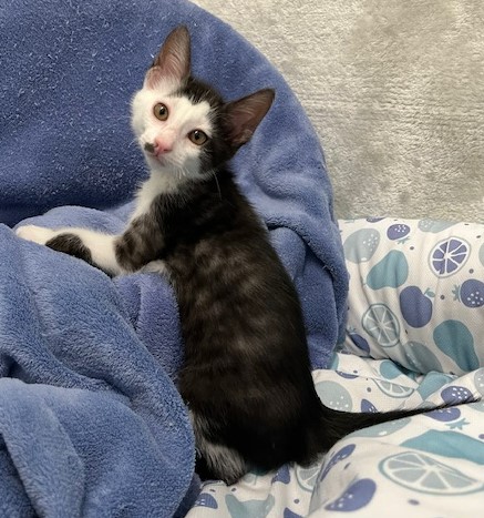 黒白子猫オス2か月齢1