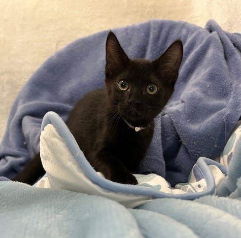 黒子猫メス3か月齢ふくちゃん