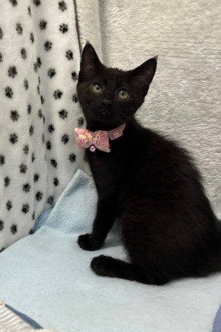 黒子猫メス3か月齢スターちゃん