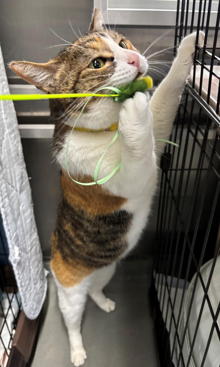 みかん2