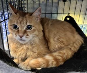 茶トラメスの成猫