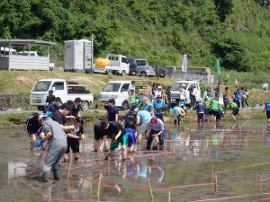 田んぼアート田植えの様子1