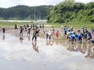 田んぼアート田植えの様子2