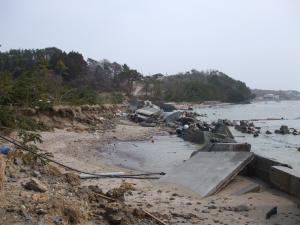 長須賀における海岸防潮堤の倒伏と海岸防災林の流出状況写真