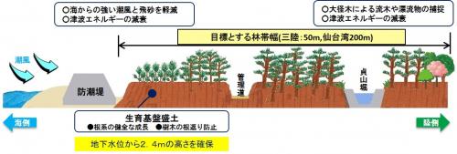 海岸防災林再生のイメージ図