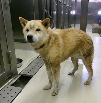 犬