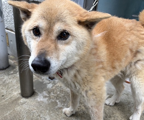 521栗駒犬2