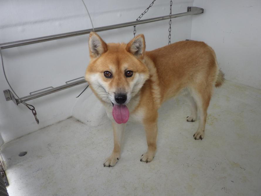 岩出山犬