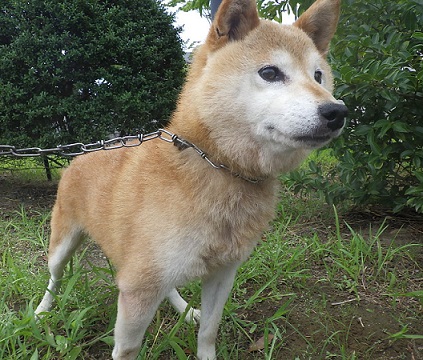 譲渡犬