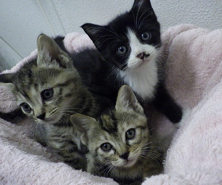 3ひき