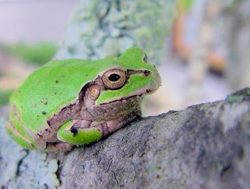 アマガエル