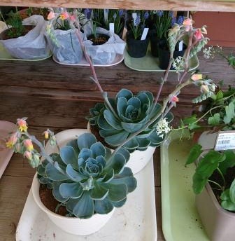 多肉植物の花