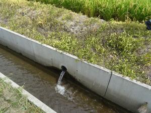 田んぼダム実施水田