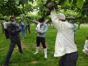 蔵王地区なし部会現地検討会