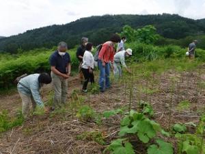 収穫中のわらびほ場をみんなで見学