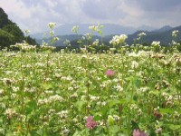 北白川のソバ畑から見た蔵王の写真です