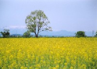 阿武隈川東岸・菜の花畑から見た蔵王の写真です