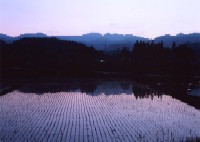 龍雲寺近く水田から見た蔵王の写真です