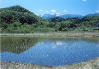 龍雲寺近く水田から見た蔵王の写真です