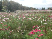 みちのく杜の湖畔公園から見た蔵王の写真です