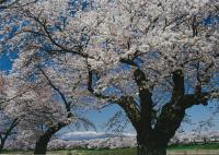 佳作「桜と残雪の蔵王」の写真