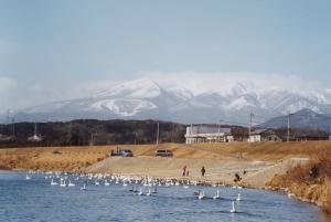 白石川河川公園の写真です