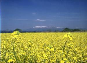 阿武隈川東岸　菜の花畑からみた蔵王連峰です