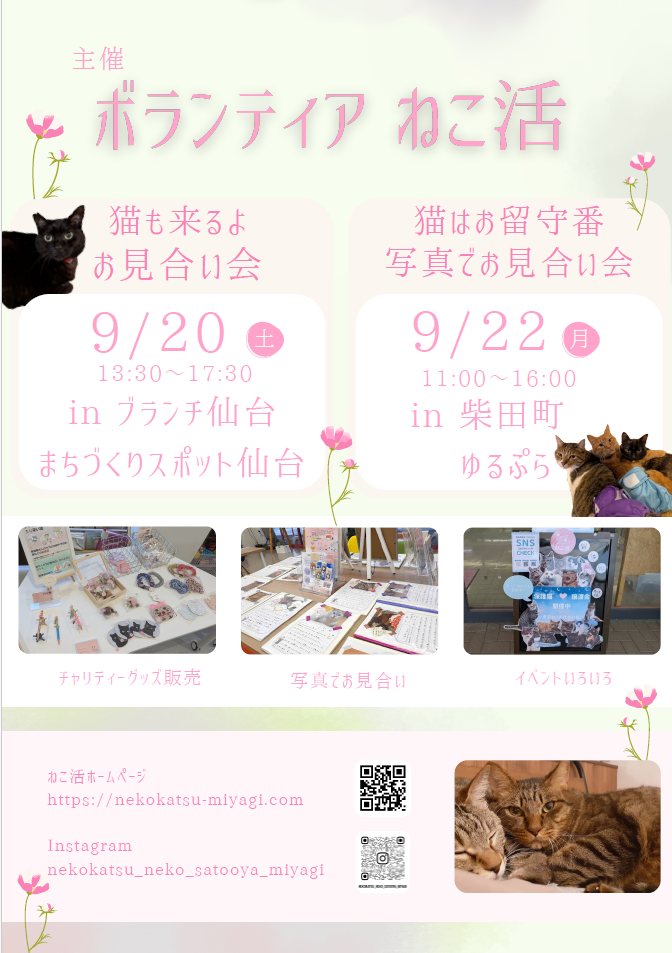 ボランティア ねこ活　保護猫譲渡会