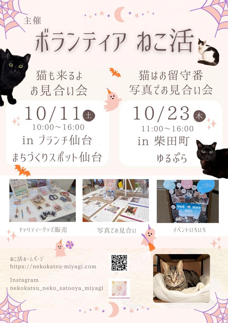 ボランティア ねこ活　保護猫譲渡会