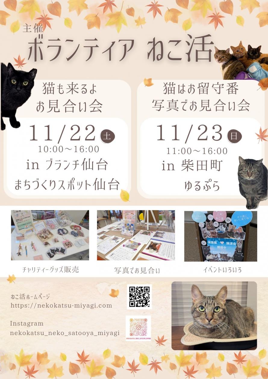 ボランティア ねこ活 保護猫譲渡会