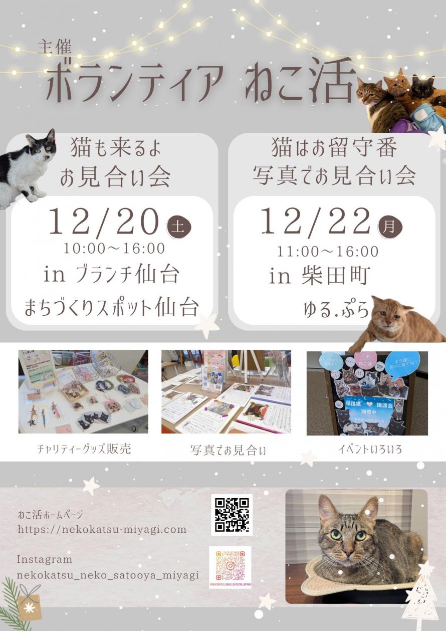 ボランティア ねこ活 保護猫譲渡会