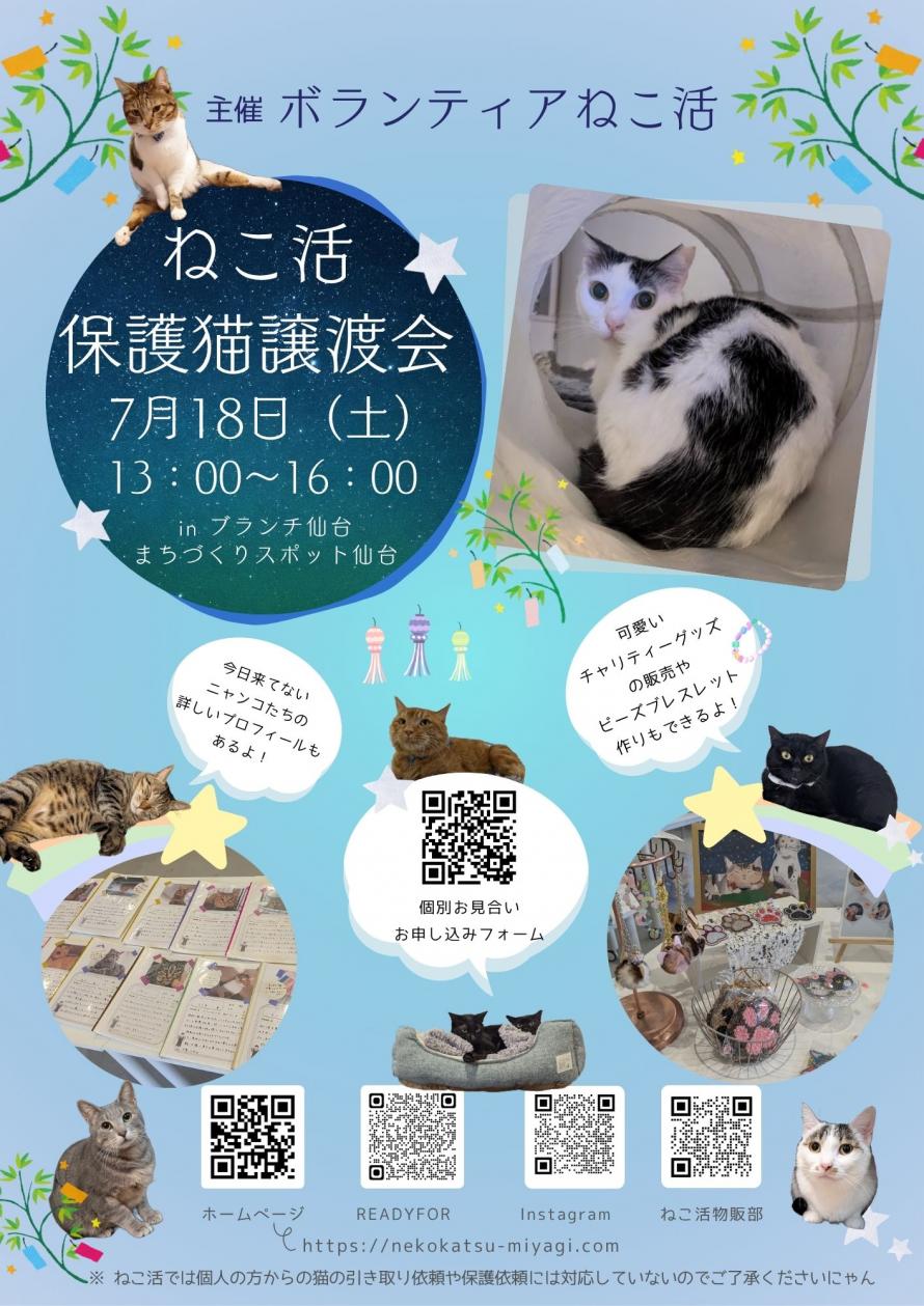 ねこ活R8.7画像