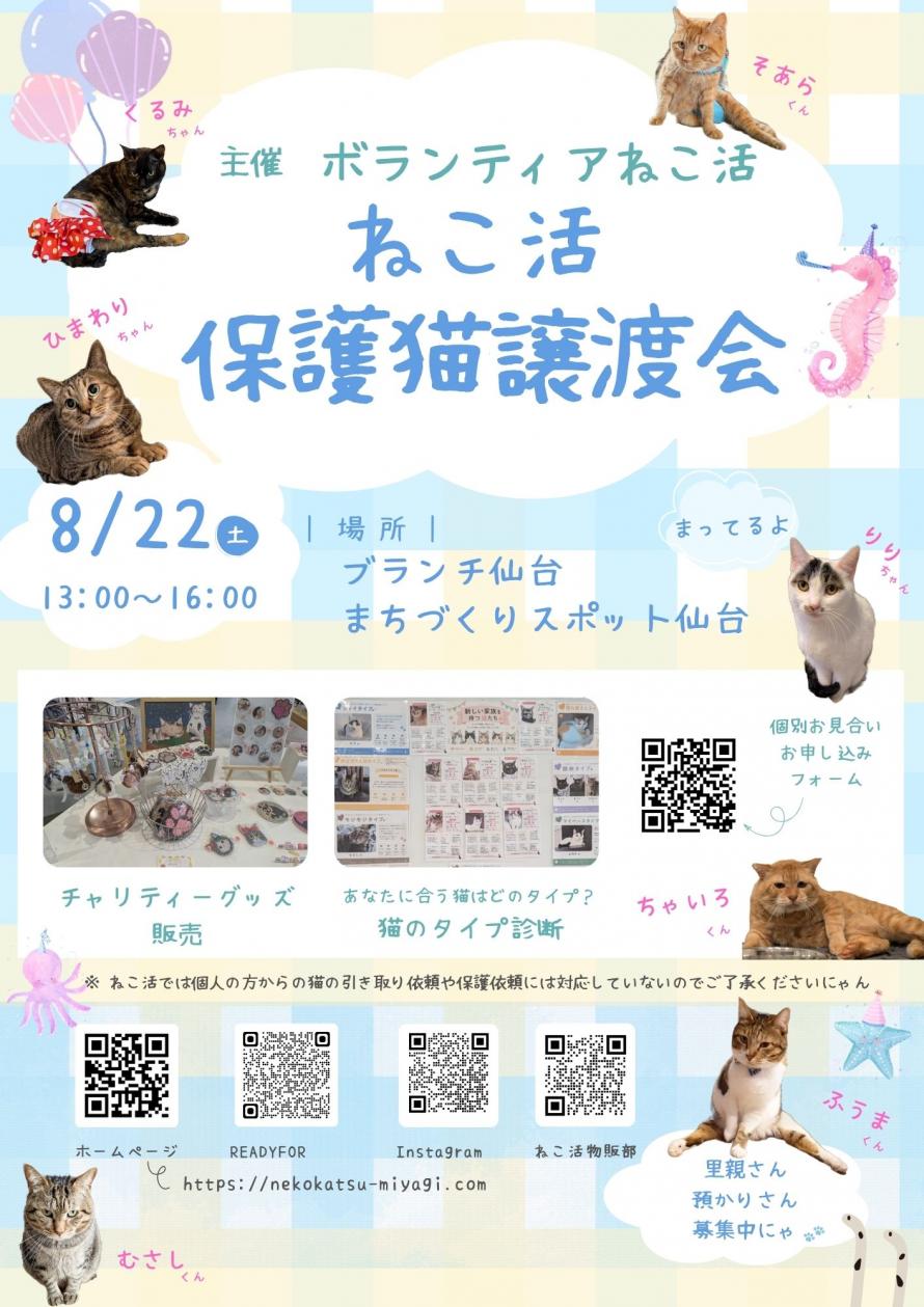 ねこ活R8.8画像