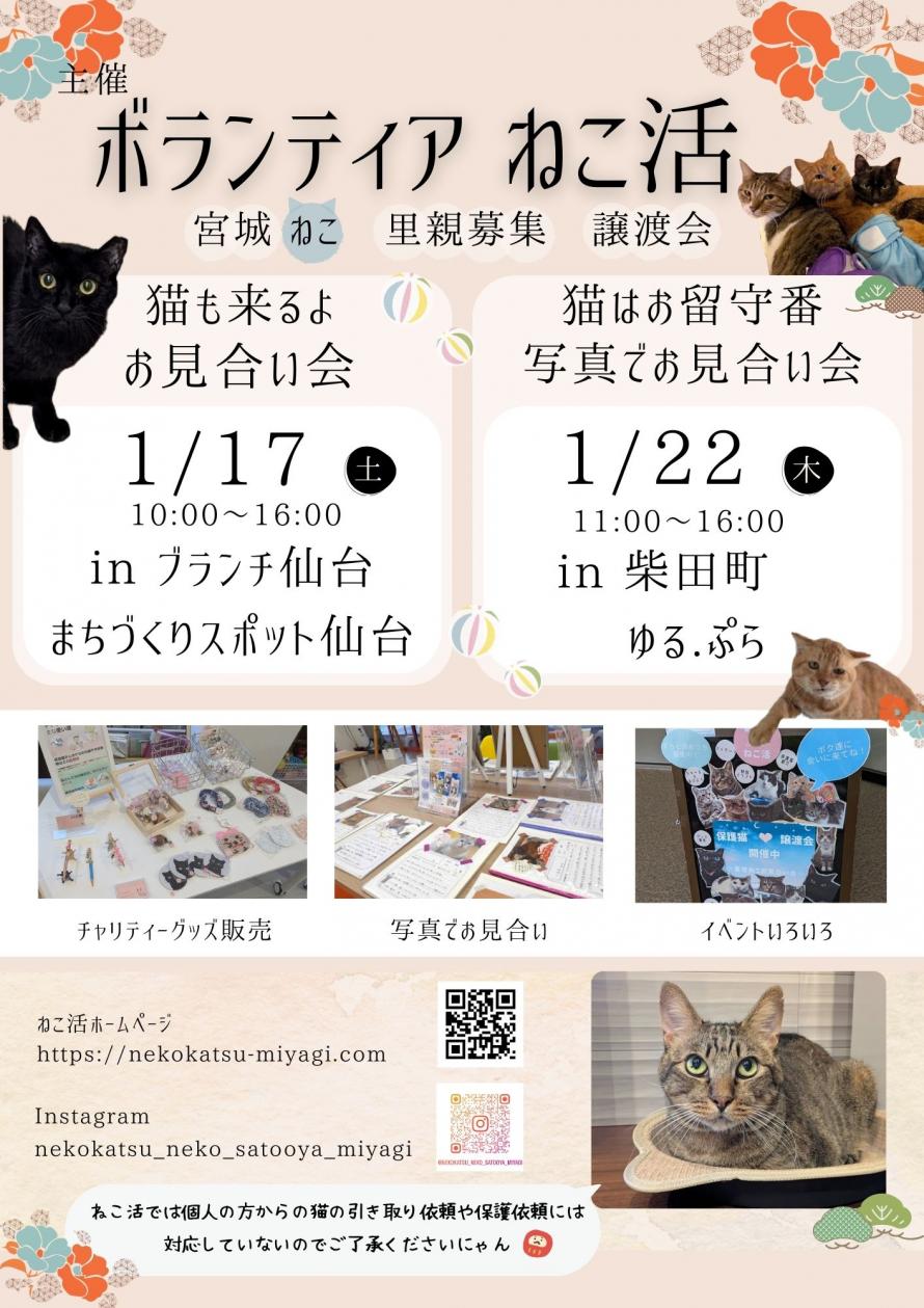 ボランティア ねこ活 保護猫譲渡会