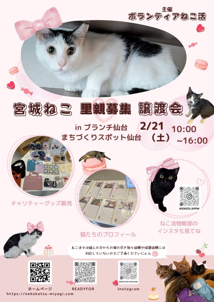 ボランティア ねこ活　保護猫譲渡会