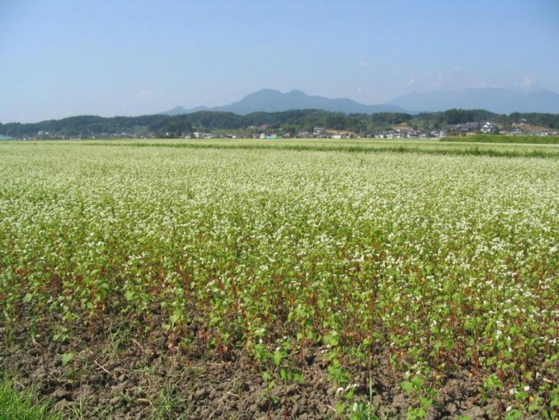 平成18年度に作付けしたそばの写真