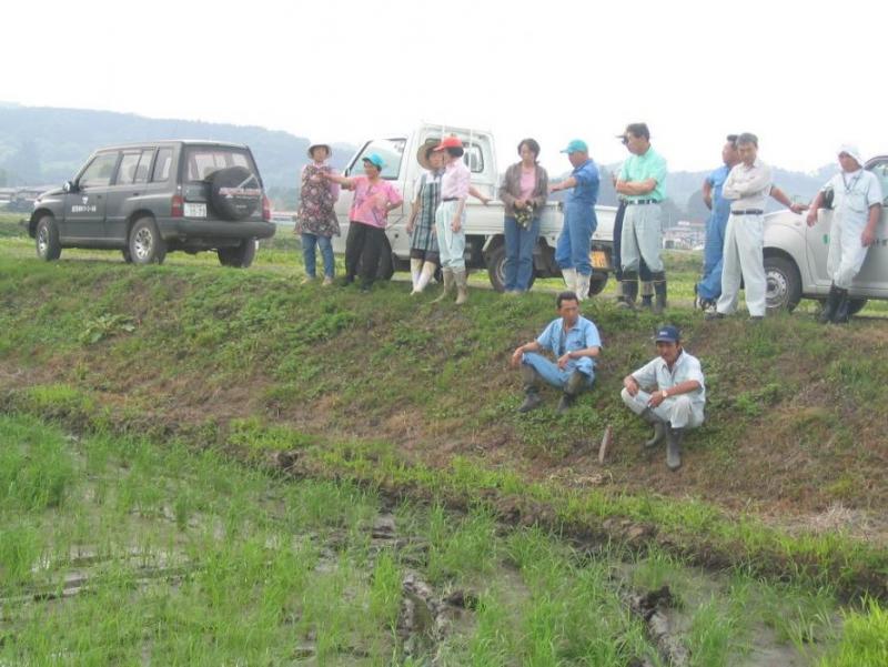 直播栽培の現地検討会の写真