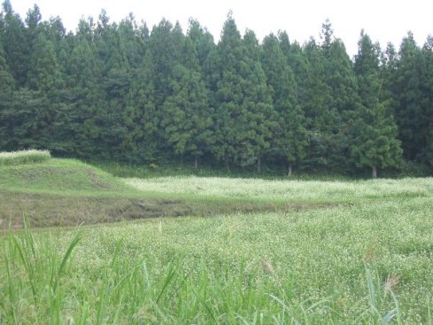 水田に広がるそばの花