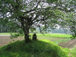 梅の木とその根元にある石碑の写真