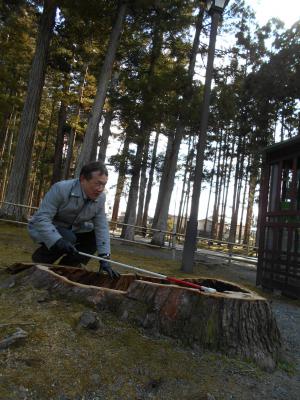 瑞巌寺参道杉並木の中に残された切り株画像