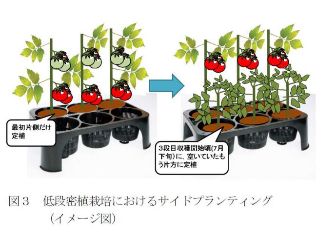 低段密植栽培におけるサイドプランティングのイメージ図