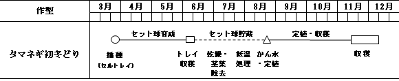 タマネギの初冬どり作型（宮城県）