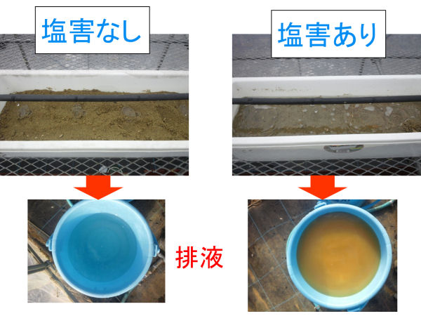 海水流入による土壌物理性の悪化の写真