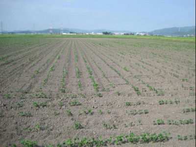 石巻市蛇田地区の写真