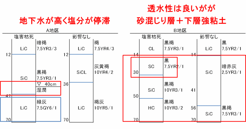 石巻市蛇田地区の層位別土壌