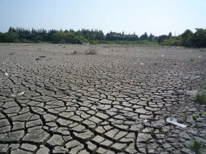水田における津波堆積土砂の写真
