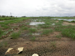 被災水田における病害虫・雑草の発生状況調査の様子