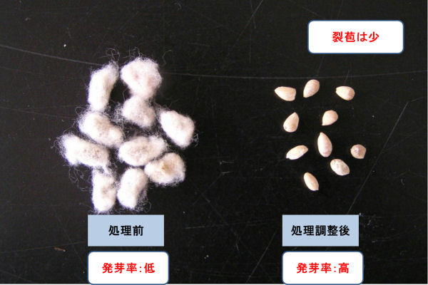 ワタ種子の脱毛処理（古試）の写真