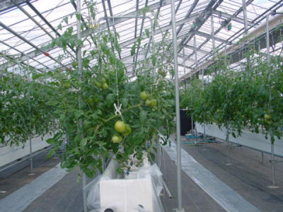 トマトのプラ鉢栽培の写真