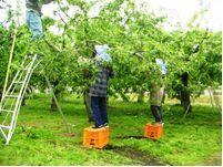 リンゴ摘果作業能率調査の写真
